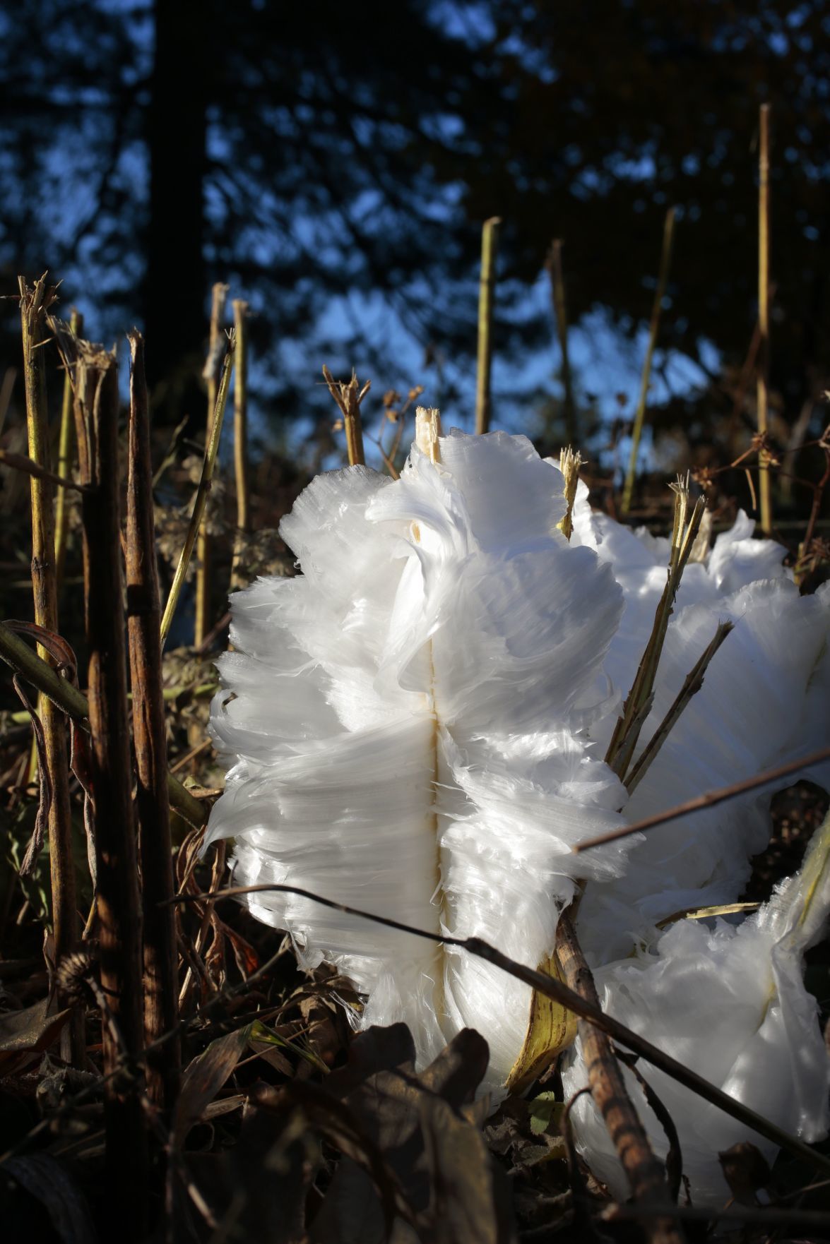 Frost flower "blooming" in Forest Park